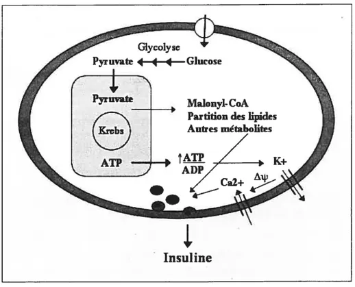 Figure 7 : Modèle illustrant les deux voies métaboliques activées par le glucose dans la cellule 13 pour la sécrétion d’insuline