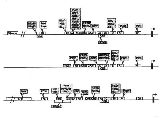 Figure 8: Schéma organisationnel des promoteurs du gène de l’insuline de rat I, de rat II et de l’humain