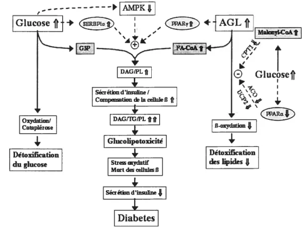 Figure 9 : Modèle moléculaire de la glucolipotoxicité. Selon l’hypothèse proposée, une concentration de glucose élevée diminue la détoxification des lipides en inhibant la 13-oxydation des acides gras libres (AGL), d’une part, via la hausse en malonyl CoA 