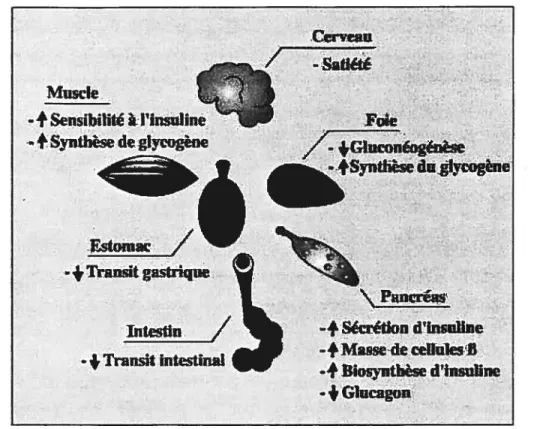 Figure 11: Représentation schématique des actions physiologiques du glucagon like peptide-1