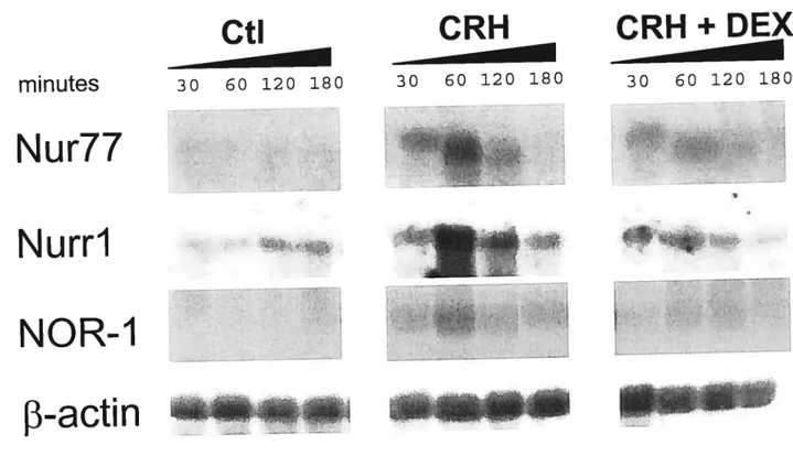 FIGURE 2.1 Induction ofNur77, Nurri and NOR-1 mRNA by CR11 in pïtuitary-derived AtT-20 ceils