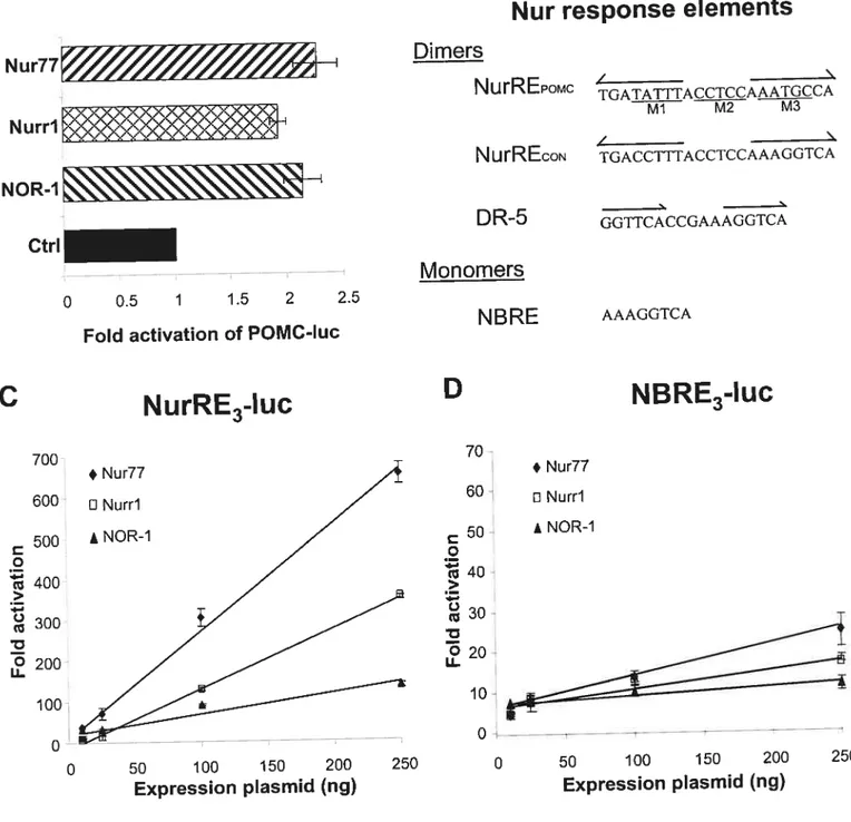 FIGURE 2.2 Transcriptional effects of Nur77 (NGFI-B), Nurri and NOR-l on varlous promoter targets