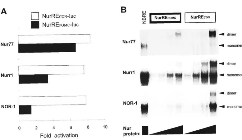 FIGURE 2.4 The POMC gene NurRE is preferentially activated and bound by Nur77 wliereas a consensus NurRE does flot exhibit this preference