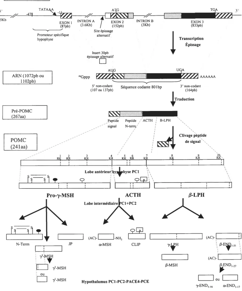 Figure 1.1: Le gène POMC et ses peptides dérivés