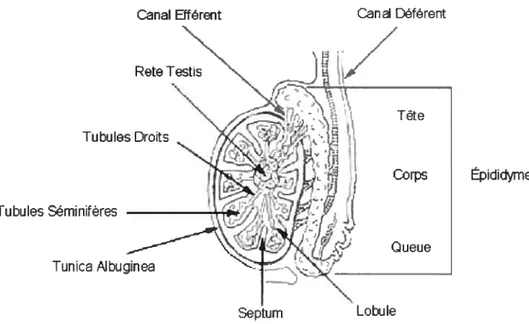 Figure 1: Structure d’un testicule