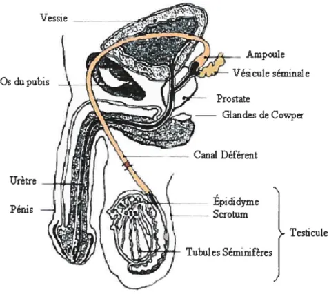 Figure 3: Système reproducteur mâle