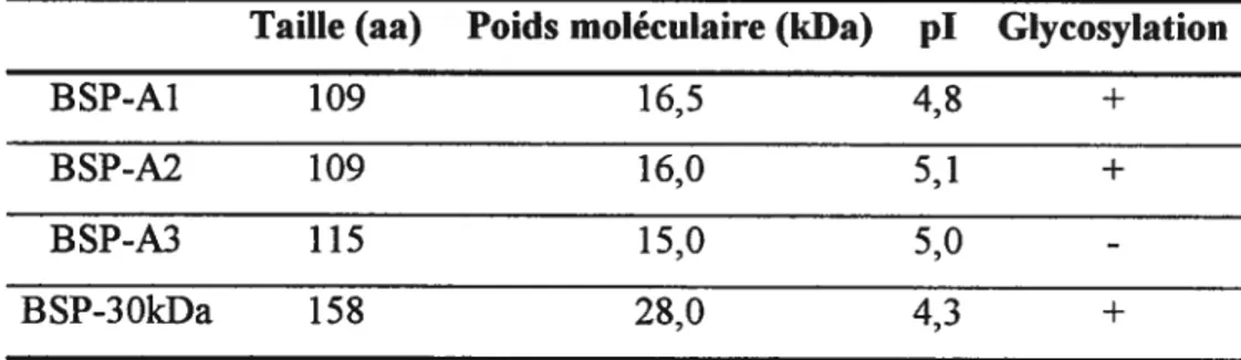 Tableau I: Résumé des caractéristiques des protéines B$P [33] Taille (aa) Poids moléculaire (kfla) pI Glycosylation