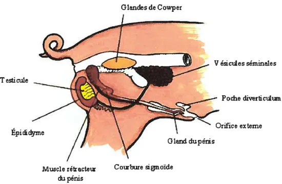 Figure 6: Système reproducteur mâle chez le porc
