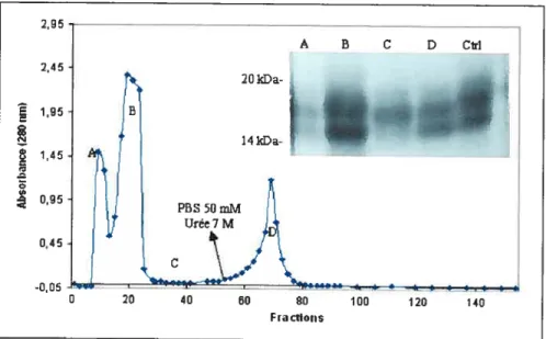 Figure 9: Chromatographie d’affinité sur gélatine-agarose des protéines du PS porcin (colonne de 2,5 x 22 cm)