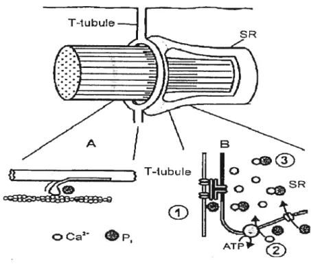 Figure 4 : figure illustrant les sites affectés par l’augmentation des Pi lors de la fatigue et perturbant les mécanismes de la contraction musculaire