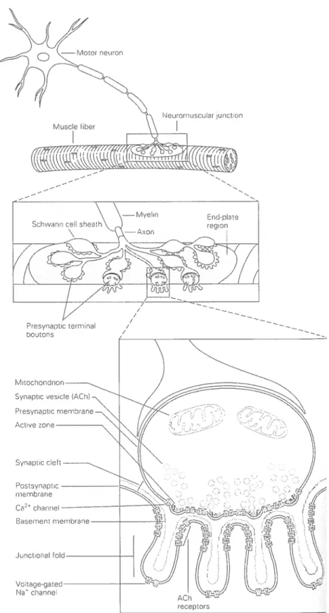 Figure 1. La jonction neuromusculaire
