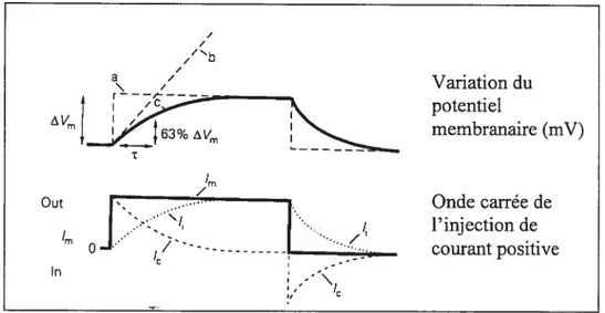 figure 2.2 Réponse en voltage d’un motoneurone (courbe du haut) suite à une injection