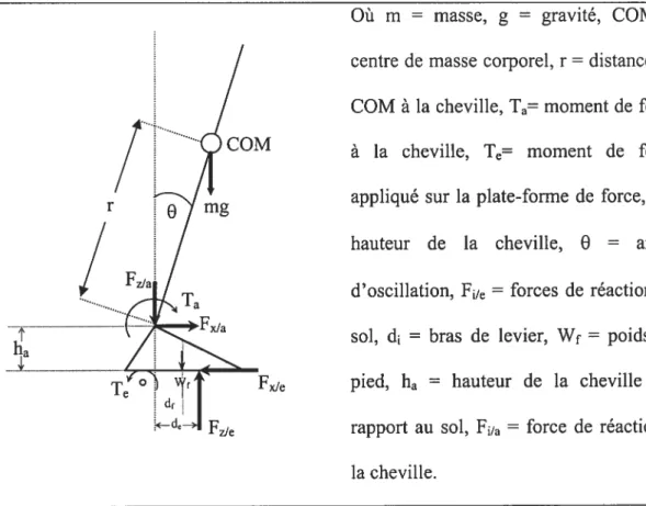 figure 2.1. Modèle du pendule inversé et variables cinétiques (adaptée de King et Zatsiorsky, 1997).