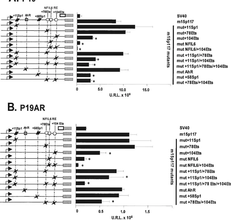 Figure 6: Criblage des sites candidats mutés par transfections transitoires des constructions prSMN1-pGL3 m15p117 mutantes dans les cellules P19 et P19AR.