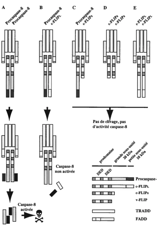 Figure 5 Schéma des mécanismes d’activation de la procaspase-8 et inhibition