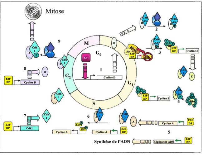 Figure 5 : Schéma simplifié du cycle cellulaire: 1- Lorsque tes cellules sont en quiescence (GO) l’ajout