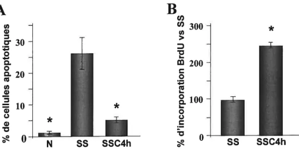 figure 7: A: L’activité anti-apoptotique du milieu SSC4h. Les CMLr sont exposées pendant 24 heures