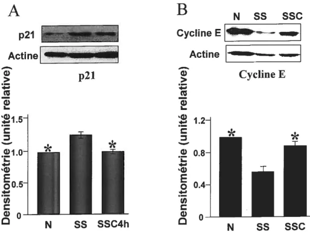 Figure 11: Niveaux protéiques, déterminés par immunobuvardage, de p21 et cycline E dans les CMLr