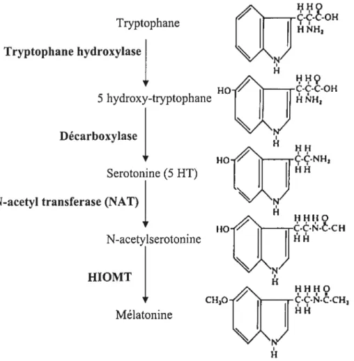Figure 1.1 Schéma de la synthèse de la mélatonine Après que le tryptophane pénétre dans la cellule il est hydroxylé pour donner le 5-hydroxytiyptophane, puis décarboxylé
