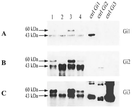 Figure 3.5 Détermination du couplage préférentiel des protéines Gi au récepteur à