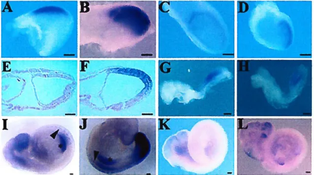 Figure 2. Cdxl expression in wild type and RARa1y mutant embryos. Whole mount analysis of Cdxl expression in E7.5 wild-type without (A,E) or 4 hours foilowing (B,F) RA treatment
