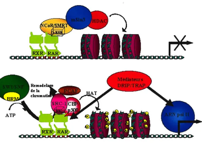 Figure 1.3. Représentation simplifiée et schématisée de l’activation de la transcription par les RARIRXR