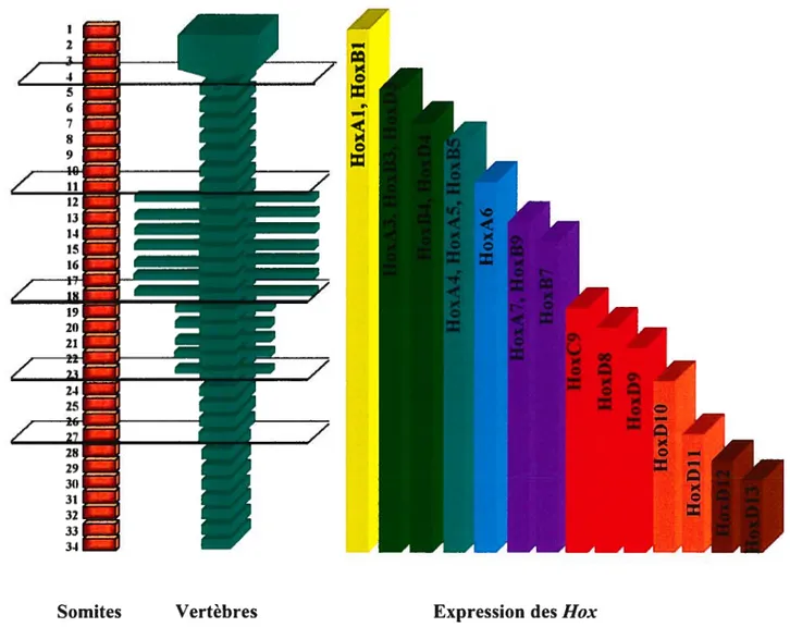 Figure 1.6. Représentation schématique de l’expression de certains Hox le long de l’axe A? chez les mammifères