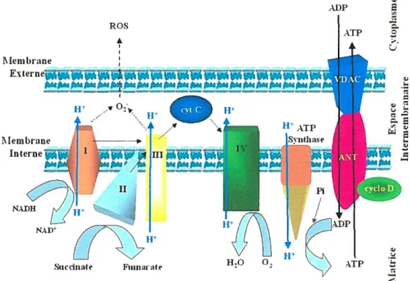 Figure 1. Schéma de la chaîne de transport d’électron de la mitochondrie