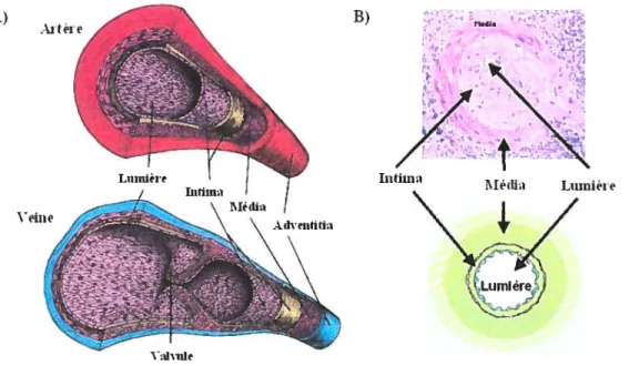figure 5. Représentation de la structure des artères et des veines