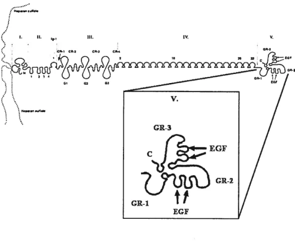 Figure 6. Représentation de la structure du perlécan