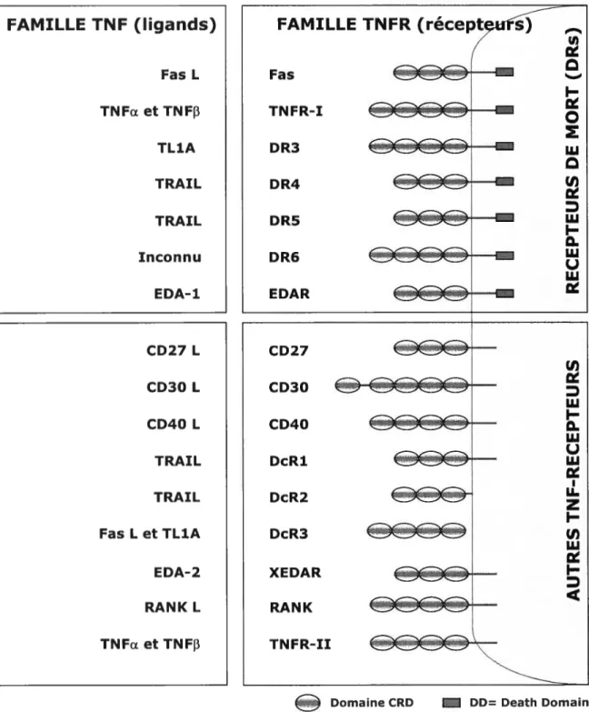 Figure 1. La famille des TNFs et leurs récepteurs TNFRs. La famille des TNFRs renferme plusieurs membres dont certains sont présentés dans cette figure (à droite de la planche)
