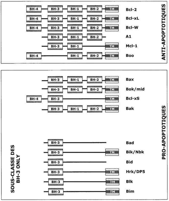Figure 5. Représentation schématique des membres de la famille de Bcl-2 Les membres de cette famille sont dotés d’une à quatre copies d’un motif N-terminal distinctif BH (Bd-2 Homology Domain)