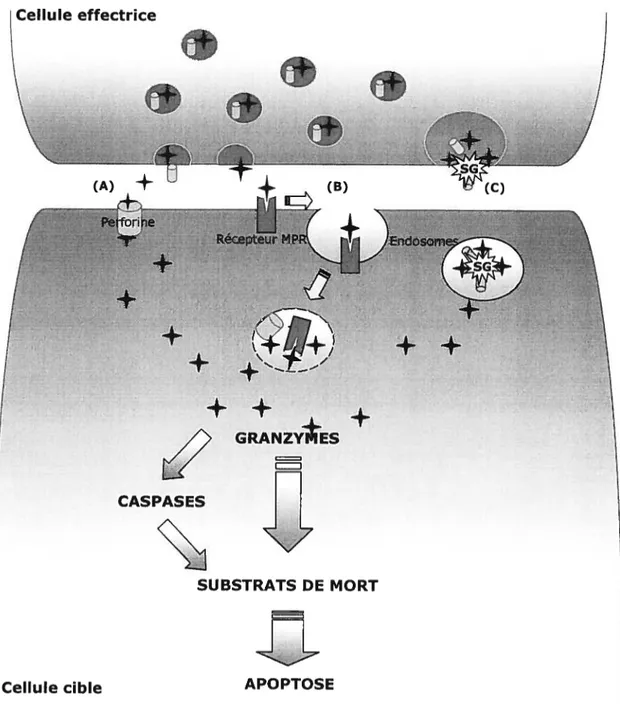 Figure 6. La voie d’exocytose: Les différents modèles d’accès des GrB aux cellules cibles