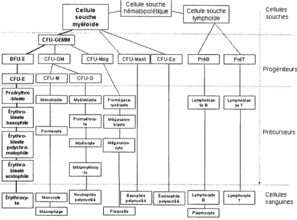 Figure I : Schéma de l’hématopoïèse définitive adapté de Charpentier 1996