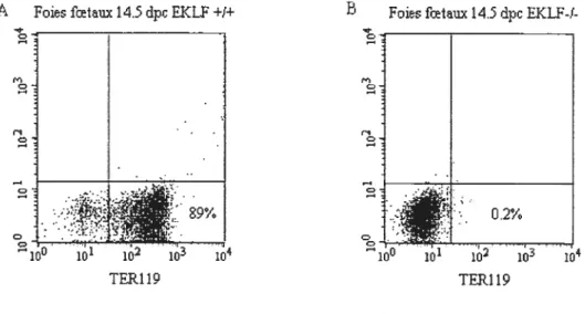 Figure 2 : Expression du marqueur de surface TER-119