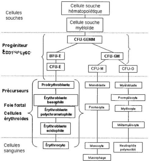 figure 5: Représentation schématique des populations de cellules utilisées dans ce travail adapté à partir