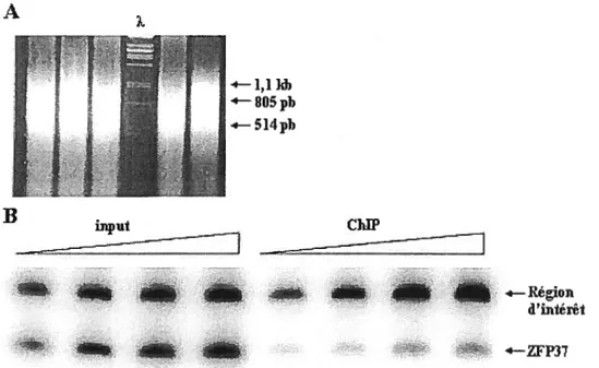 Figure 8 : Exemple d’échantillons de ChIP