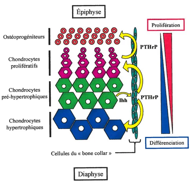 Figure 1.2 Maturation des chondrocytes dans la plaque de croissance d’un os long lors du processus d’ossification endochondrale.