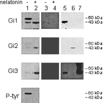 Figure 2.4: Identification of Gi proteins coupled to melatonin receptors in human osteoclasts.