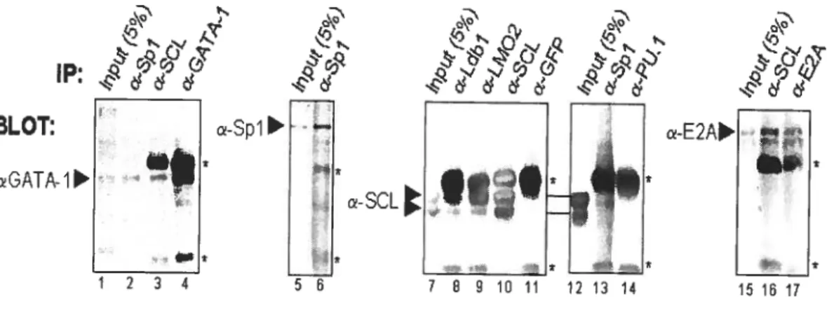 figure 3.7. Spi associates with the SCL complex in vivo in hematopoietic ce]]s.