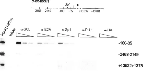 Figure 3.8. Specific association of SCL, E2A and Spi with the c-kit promoter in vivo. Exponentially growing TF-1 celis were fixed in 1% formaldehyde and sonicated