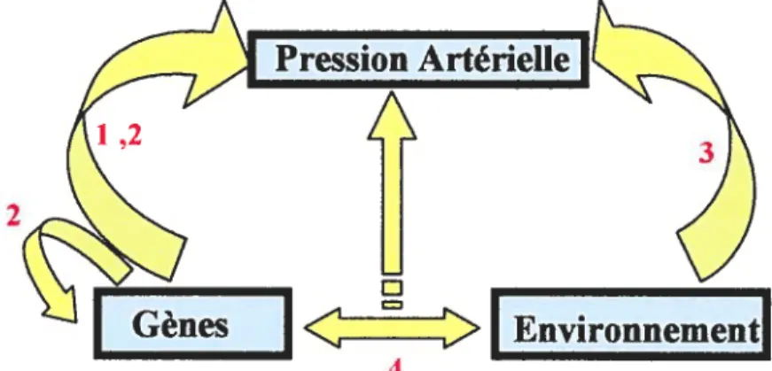 Figure J. Schéma représentant la complexité de I ‘étude des facteurs influençant la pression artérielle (PA)