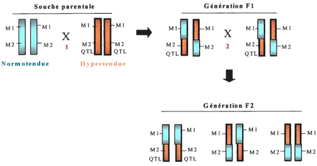 Figure 2. Schéma hypothétique de la construction de populations ségrégantes f2 pour analyses de liaison génétique