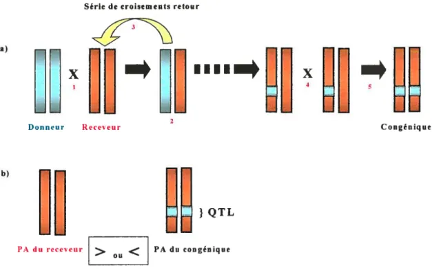 Figure 3. Schéma explicatif de la construction d’une lignée congénique (a) dans le contexte de la délimitation d’un QTL pour la PA (b).