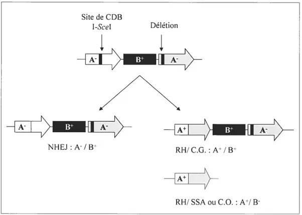 Figure 11: Système d’étude de la réparation des CDBs chez les cellules mammifères