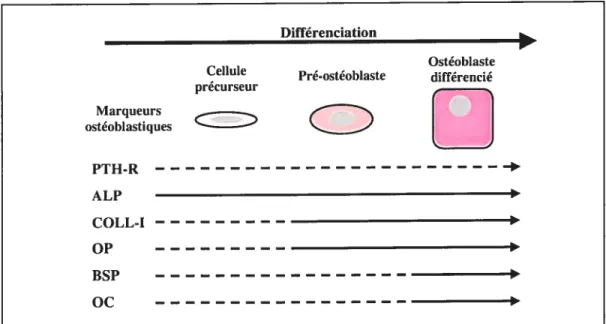 Figure 3: Principaux marqueurs exprimés au cours de la différenciation des ostéoblastes
