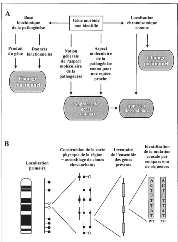 Figure 13: A)Stratégies d’identification de gène. B)Les différentes étapes du
