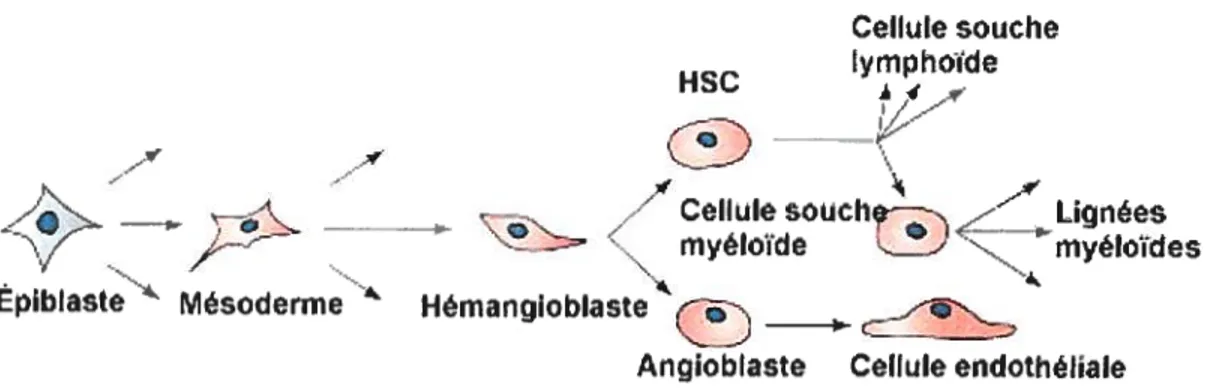 Figure 1. Schéma de l’origine du système hématopoïétique et des vaisseaux sanguins. Adapté de Developmental Biology, 6e édition, Scott f