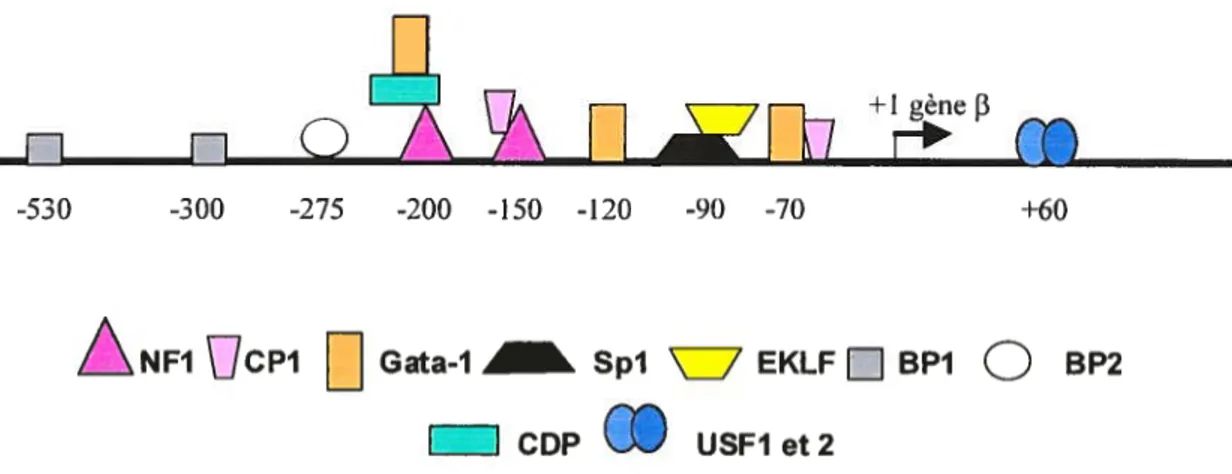 figure 5. Représentation schématique des protéines liant la région promotrice du gène adulte [3