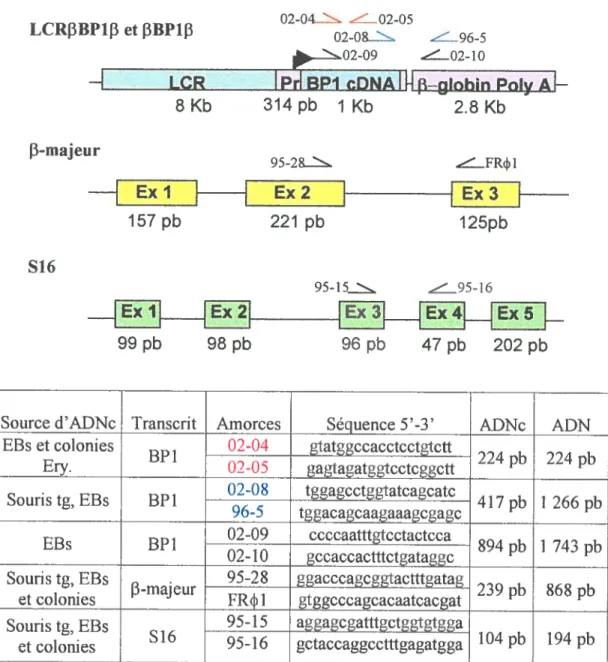 figure 7. Séquence des amorces sens et antisens pour l’analyse de l’expression des transgènes LCRf3BP 113 et f3BP 113, de même que pour le gène murin 13-majeur et le contrôle interne de la réaction PCR, soit l’ARN ribosomique murin S16.